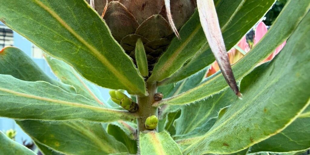 プロテア シルビアの花の下で小さな新芽が膨らみ始めた様子