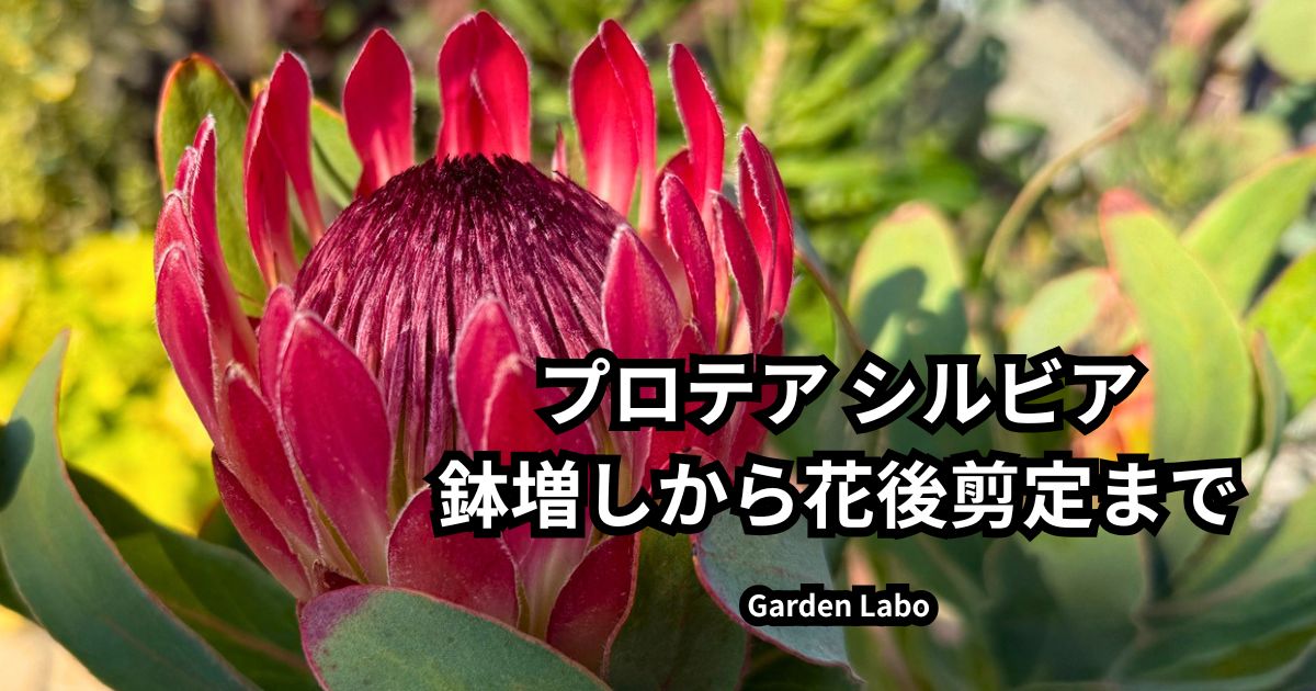 プロテア シルビアの花と鉢増しから花後剪定までの記録