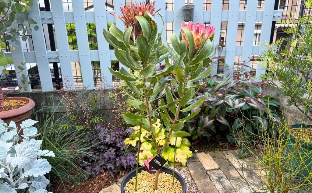 鉢植えで育てているプロテア シルビアの2番目の花が開花した様子