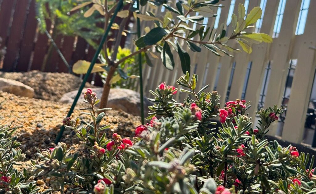 レイズドベッドに植栽したオージープランツの様子