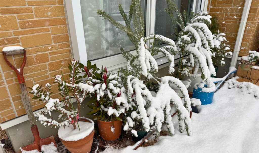雪をかぶったオージープランツの鉢植え