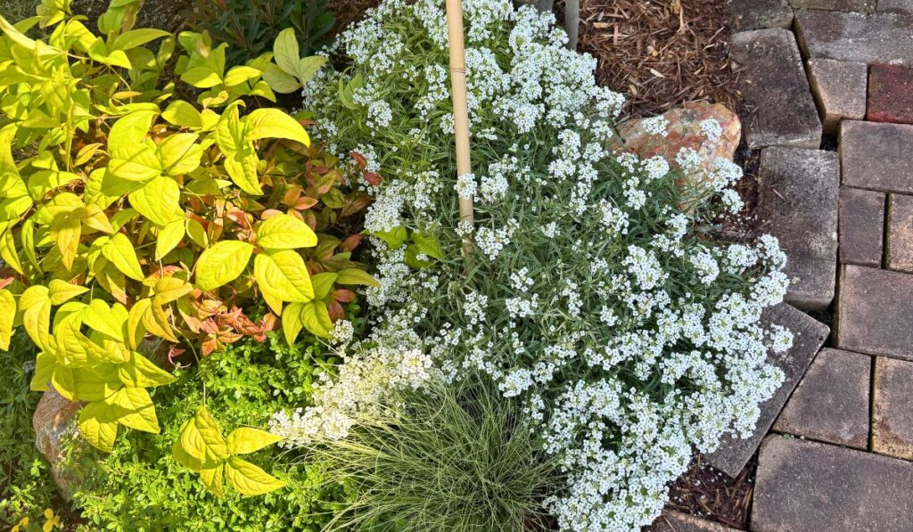 白花が広がるスーパーアリッサムと下草花壇の春の様子