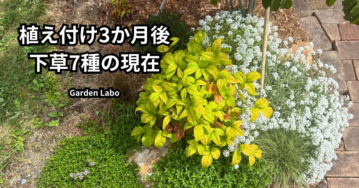 ヤマボウシ足元に植えた下草7種の3か月後の様子