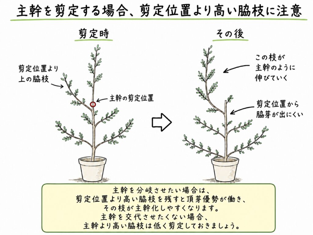 アカシア・ブルーブッシュの主幹剪定で、剪定位置より高い脇枝が主幹化しやすいことを説明