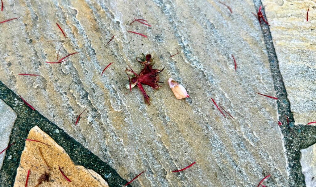 フェイジョアの花が乱張り石の上に落ちて汚れている様子