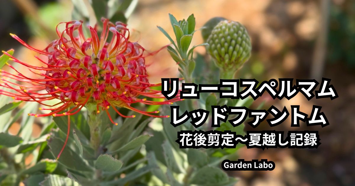 リューコスペルマム レッドファントムの花後剪定から夏越しまでの育成記録