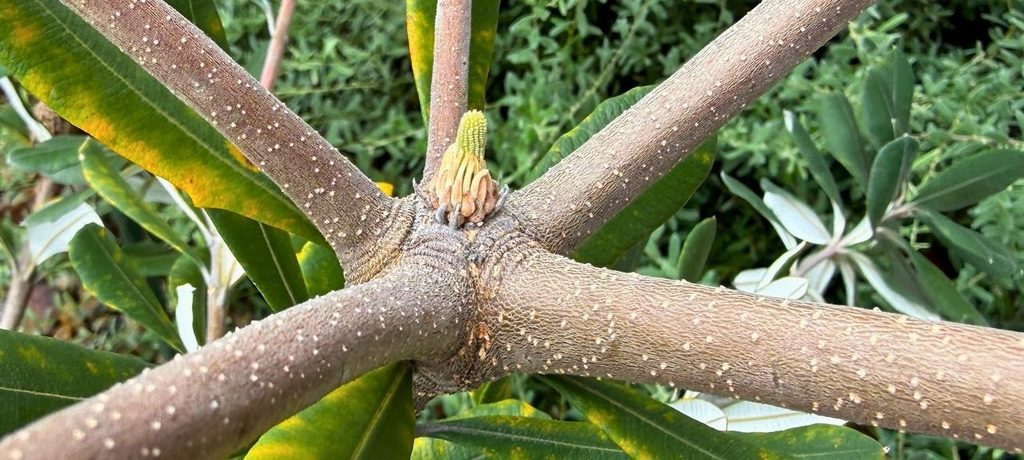 地植えから約6か月で確認したバンクシア コーストの小さな花芽