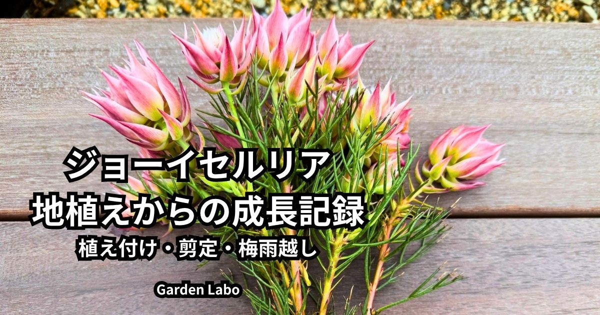 ジョーイセルリアの地植え後の成長記録と剪定・梅雨越しを紹介するアイキャッチ画像