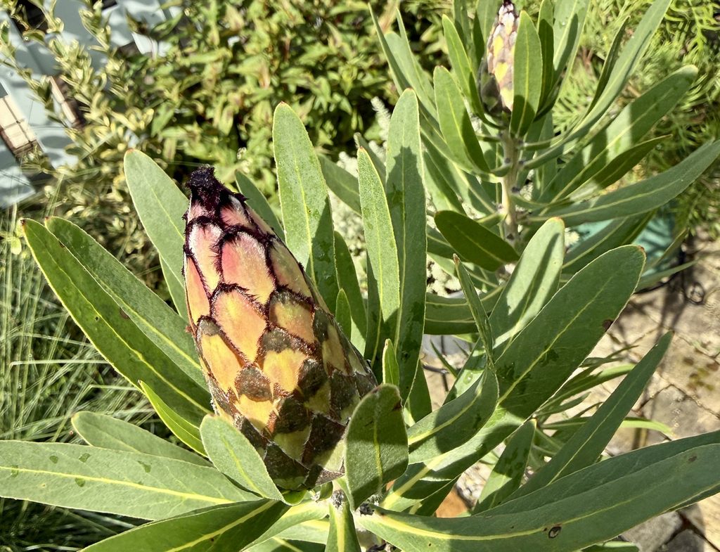 プロテア・ネリーフォリアの花芽のアップ。ピンクや黄色に色づいた苞が見える