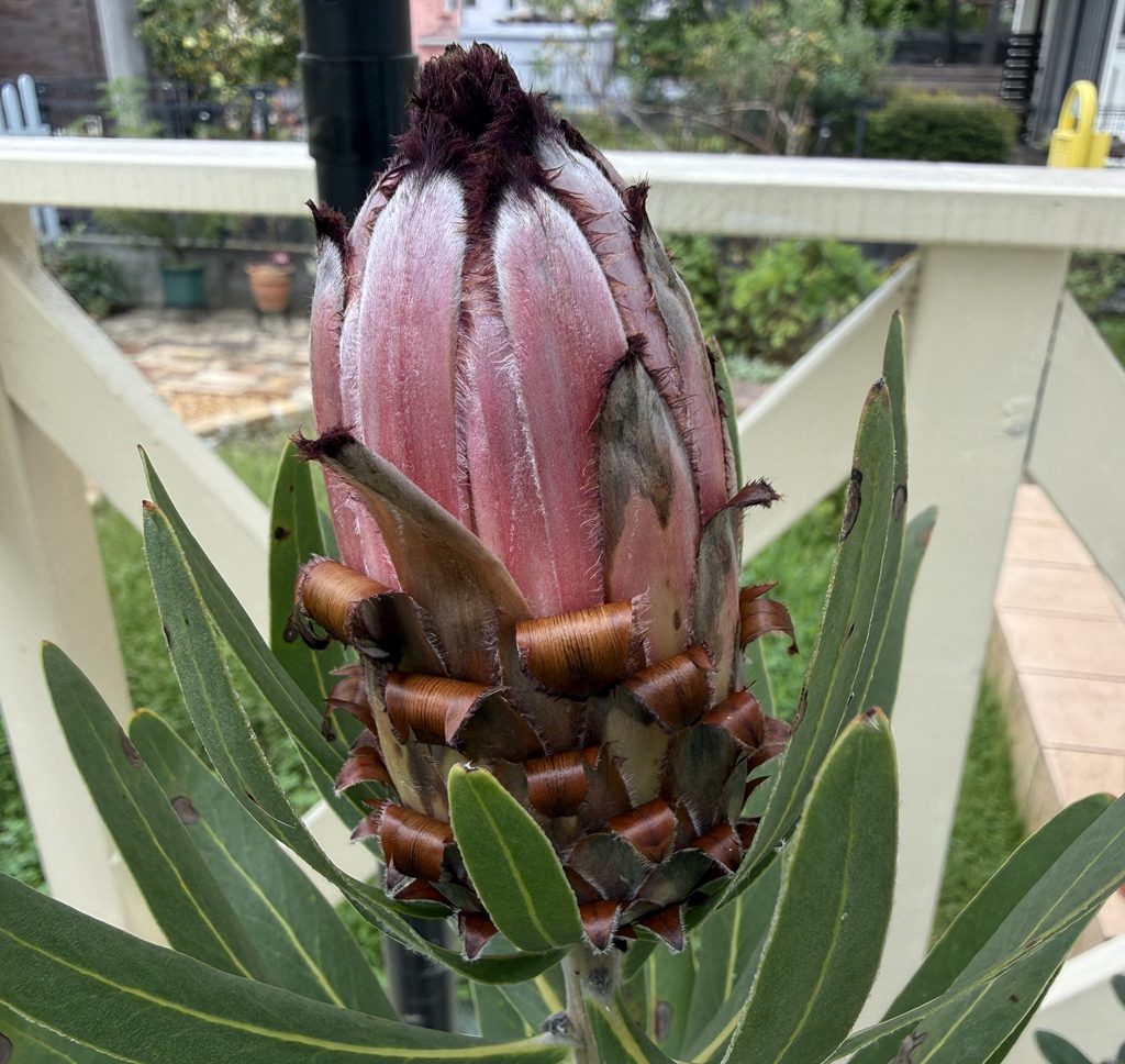 プロテア・ネリーフォリアの花芽