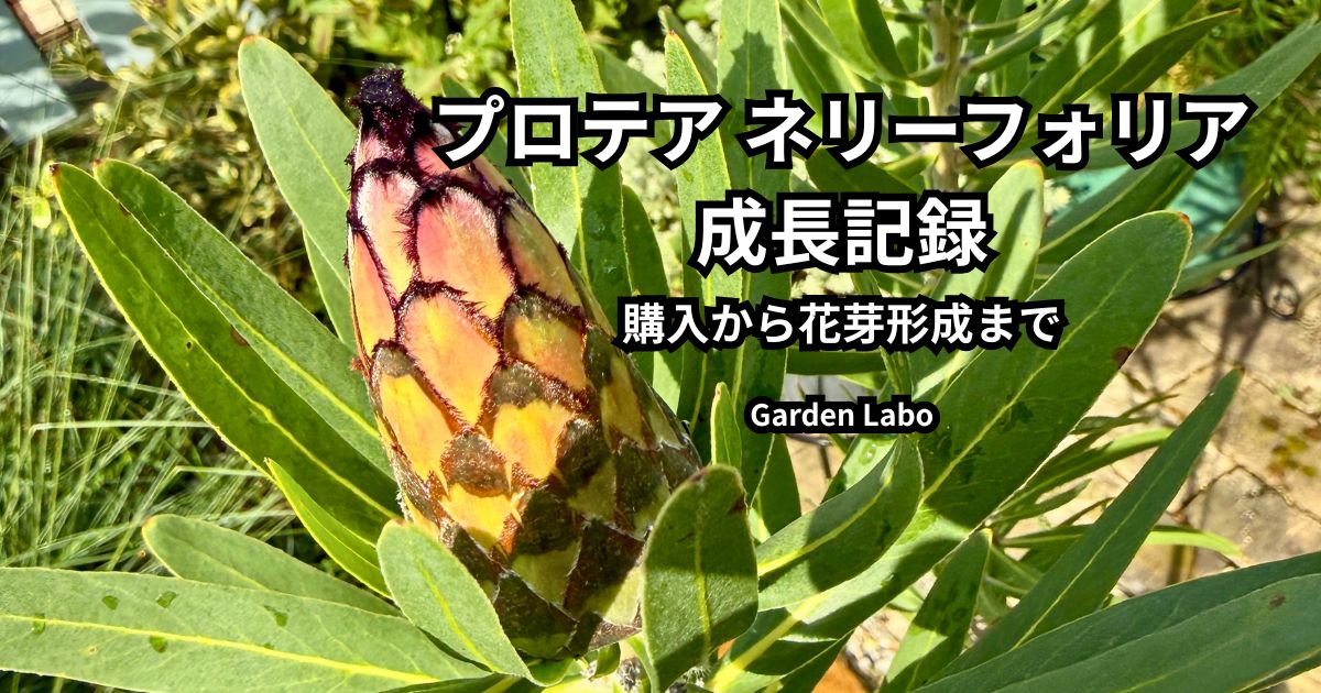 プロテア ネリーフォリアの成長記録｜購入後の夏越し・花芽形成