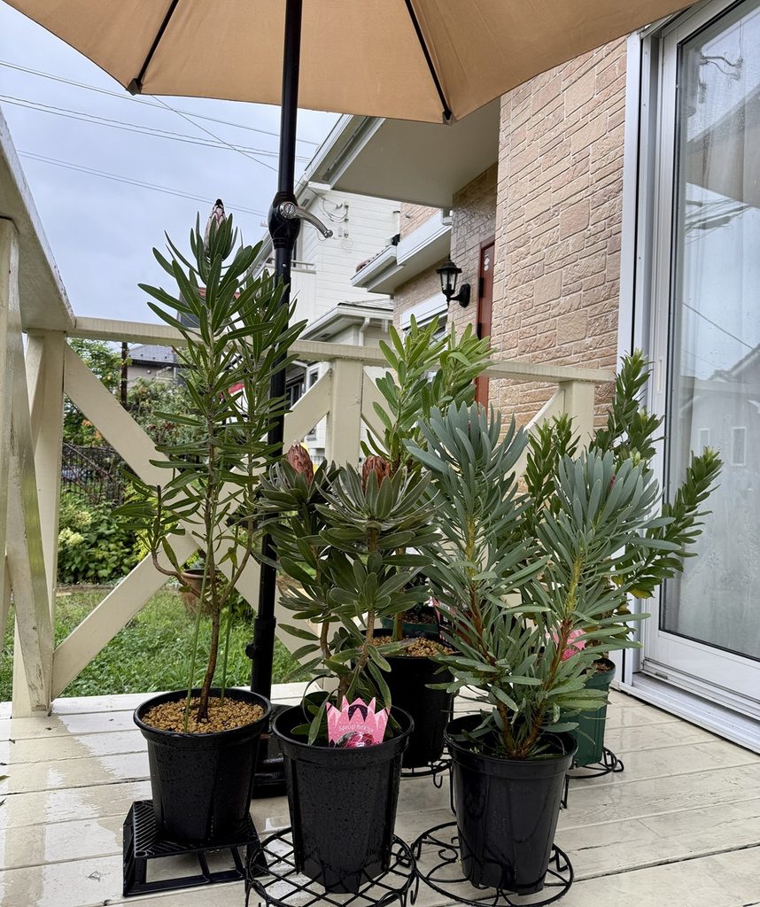 雨対策として、花芽のついた鉢植えのプロテアをガーデンパラソルの下に移動した様子