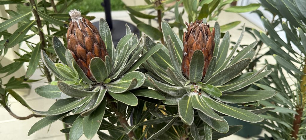 開花後と開かないまま花期を終えたプロテア スペシャルピンクアイスの花