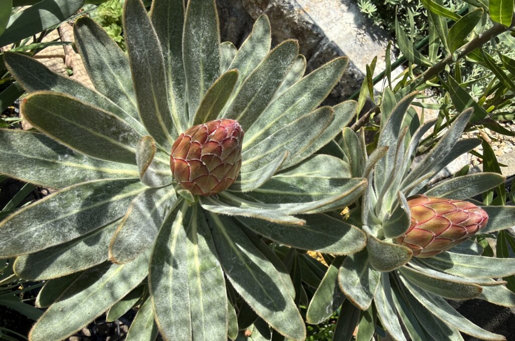 花芽が大きくなり白い産毛が目立ってきたプロテア スペシャルピンクアイス