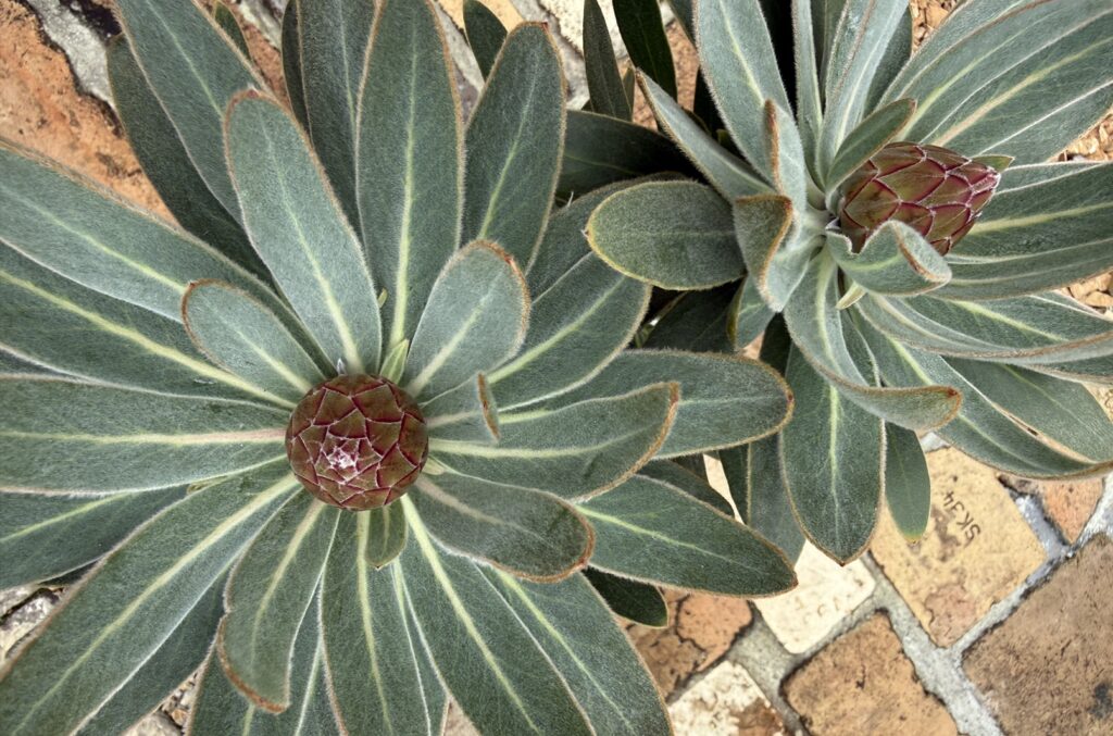 購入時に2つの花芽が付いたプロテア スペシャルピンクアイス