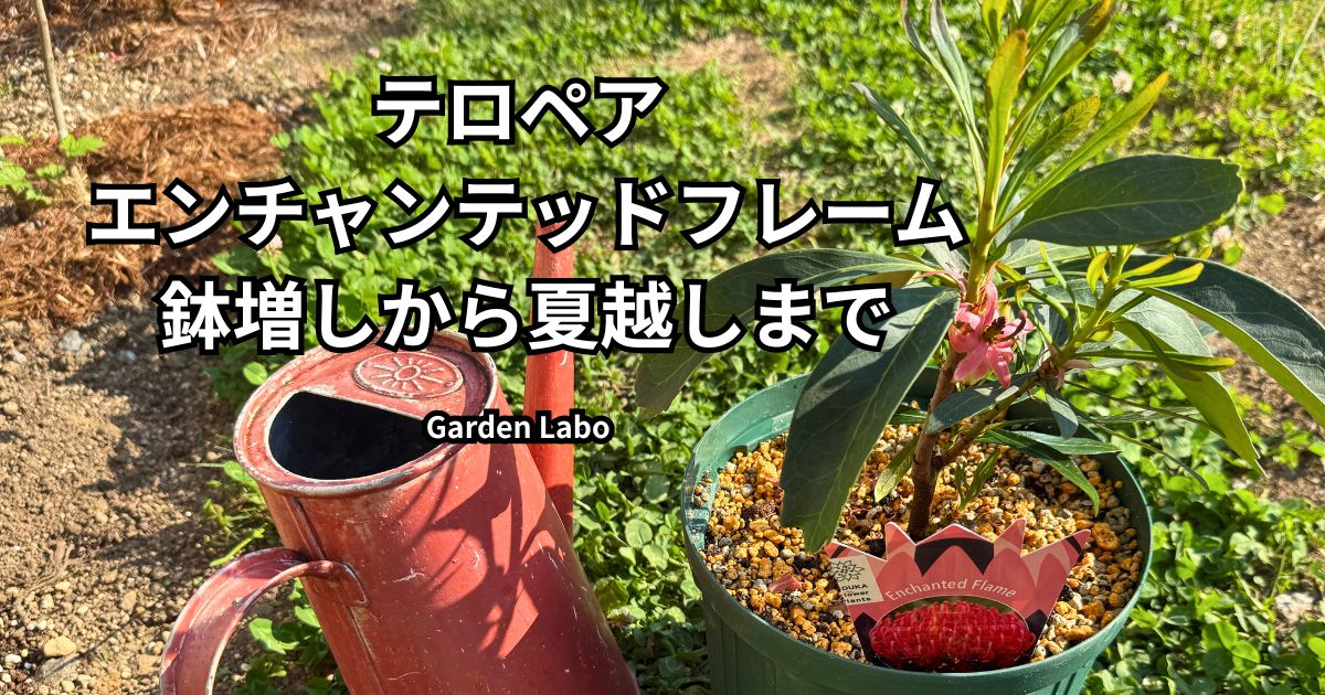 テロペア エンチャンテッドフレームの育成記録｜鉢増し・水やり・夏