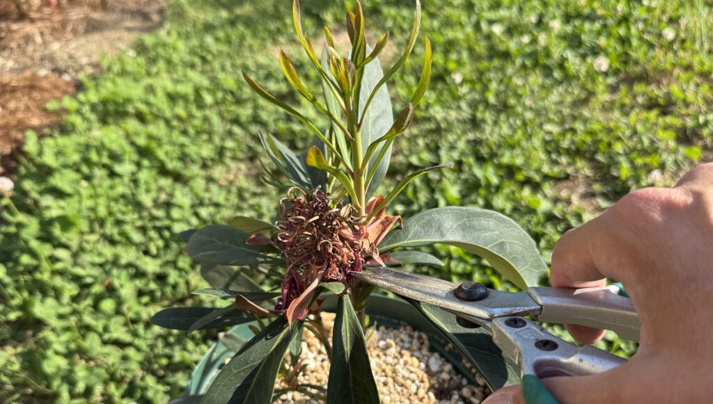 テロペア エンチャンテッドフレームの花後に花殻を剪定している様子