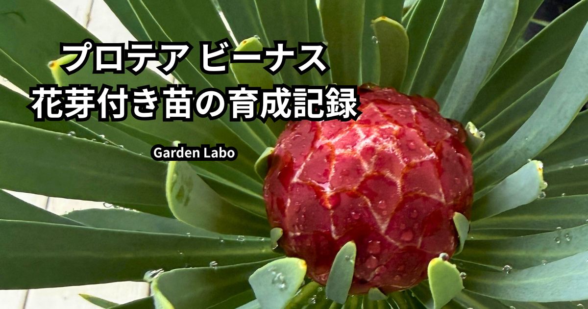 プロテア ビーナスの赤い花芽と「花芽付き苗の育成記録」の文字が入ったGarden Laboのアイキャッチ画像